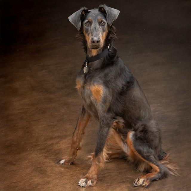 PENELOPE, Adoptable, Young Female Doberman Pinscher & Collie.