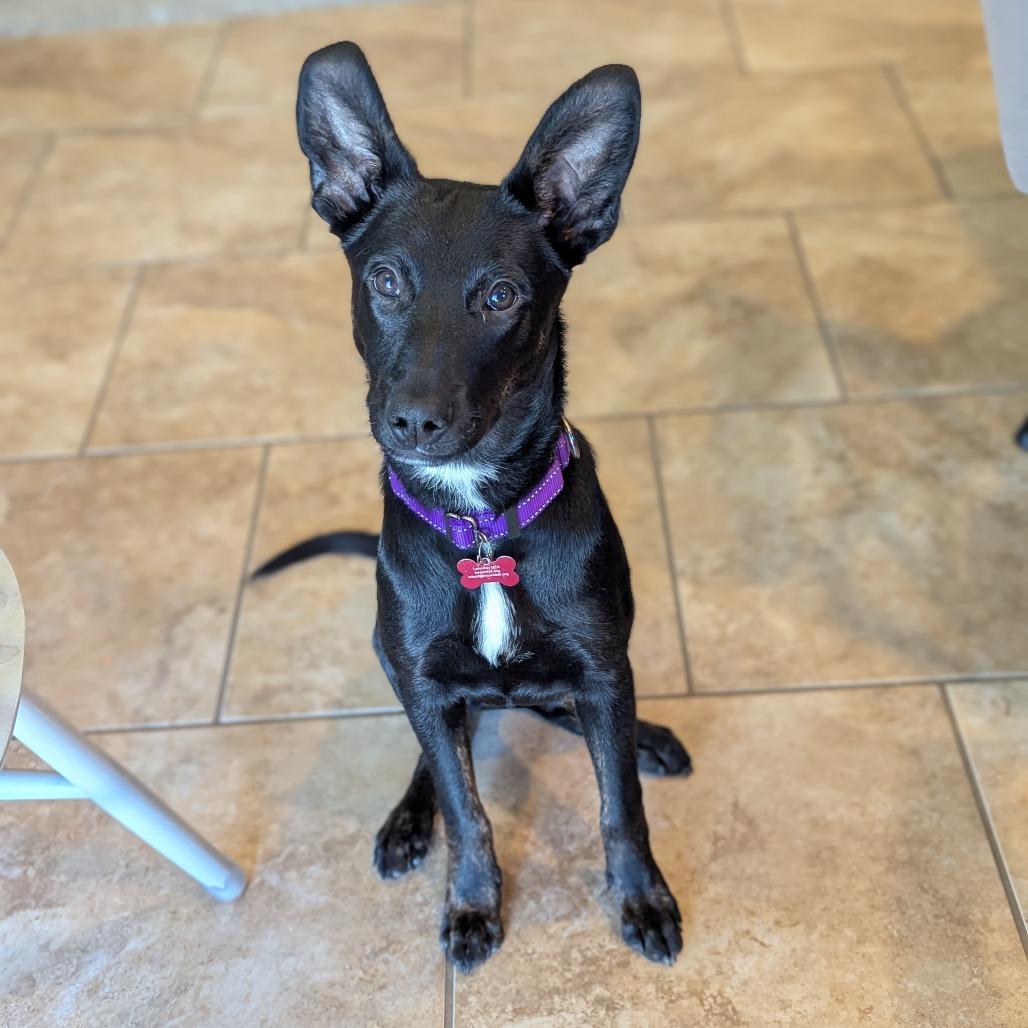 Polly, Adoptable, Puppy Female Shepherd & Mixed Breed.