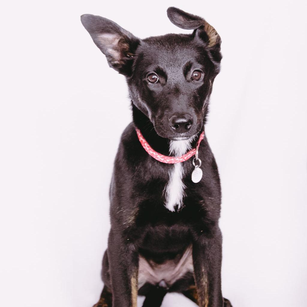 Enlarge Polly, a Adoptable mixed breed in Green Bay, WI image 2/6