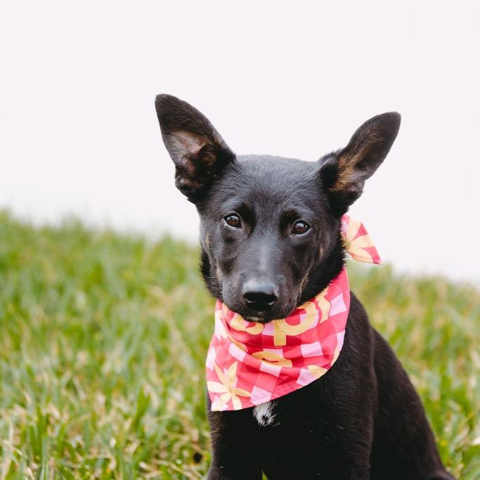 Enlarge Polly, a Adoptable mixed breed in Green Bay, WI image 3/6