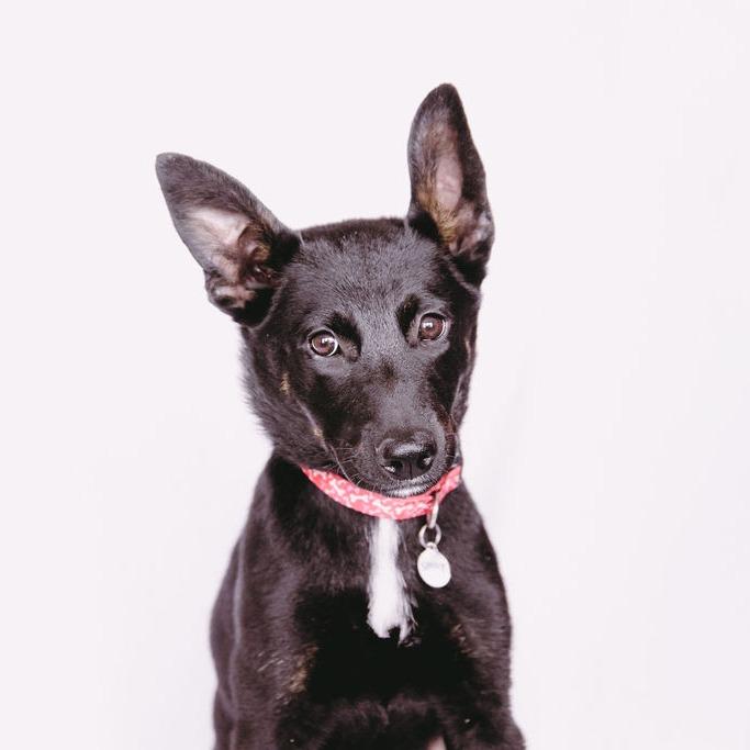 Enlarge Polly, a Adoptable mixed breed in Green Bay, WI image 4/6