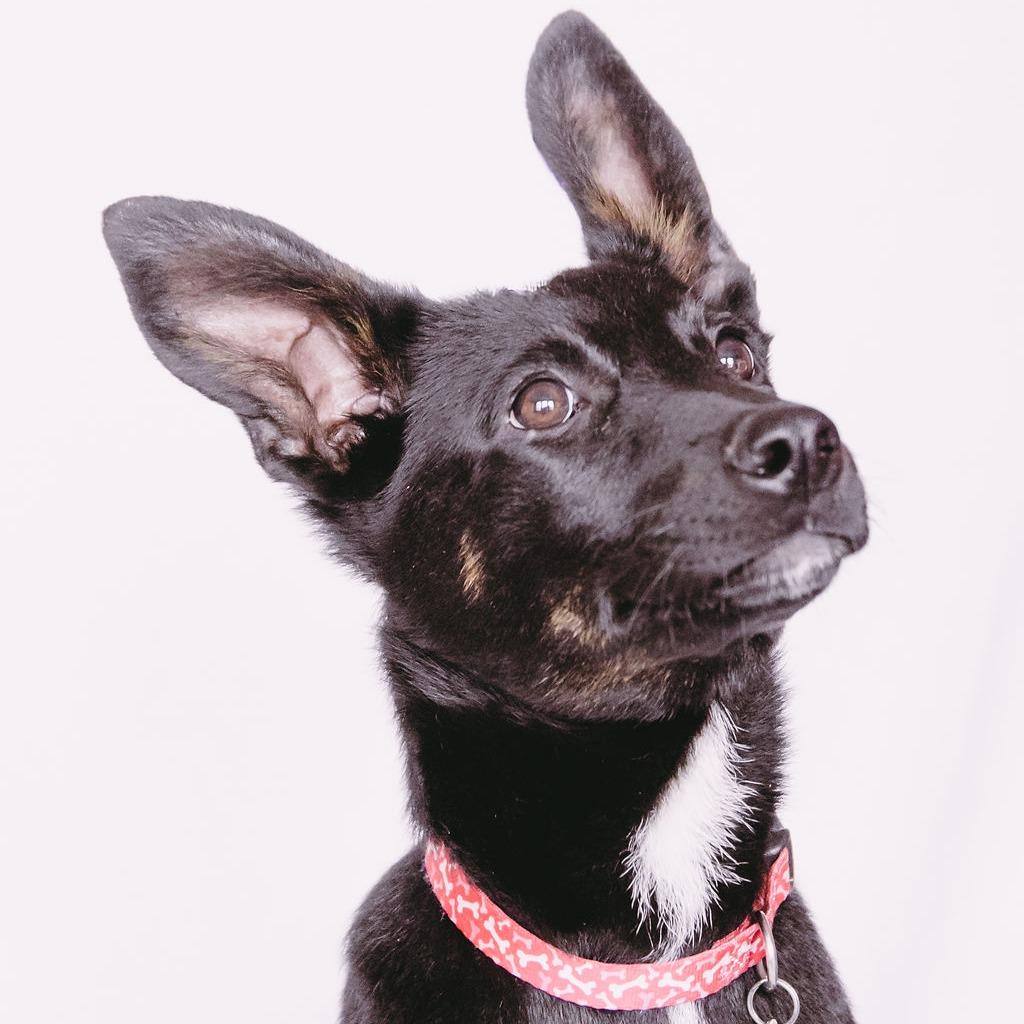 Enlarge Polly, a Adoptable mixed breed in Green Bay, WI image 5/6