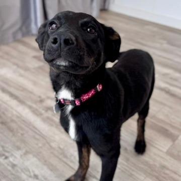 Enlarge Polly, a Adoptable mixed breed in Green Bay, WI image 6/6