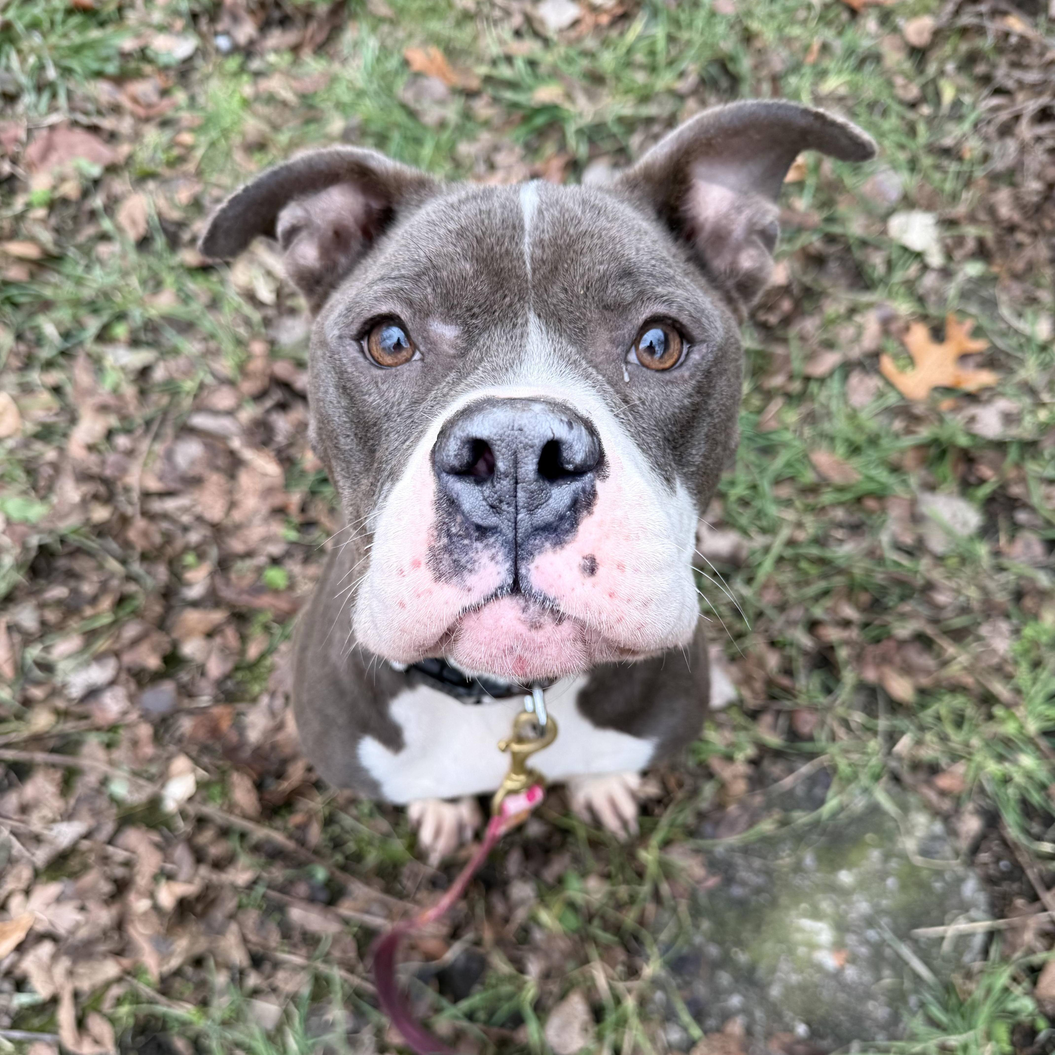 Enlarge Maya, a ADOPTABLE Mixed Breed in Gary , IN image 1/1