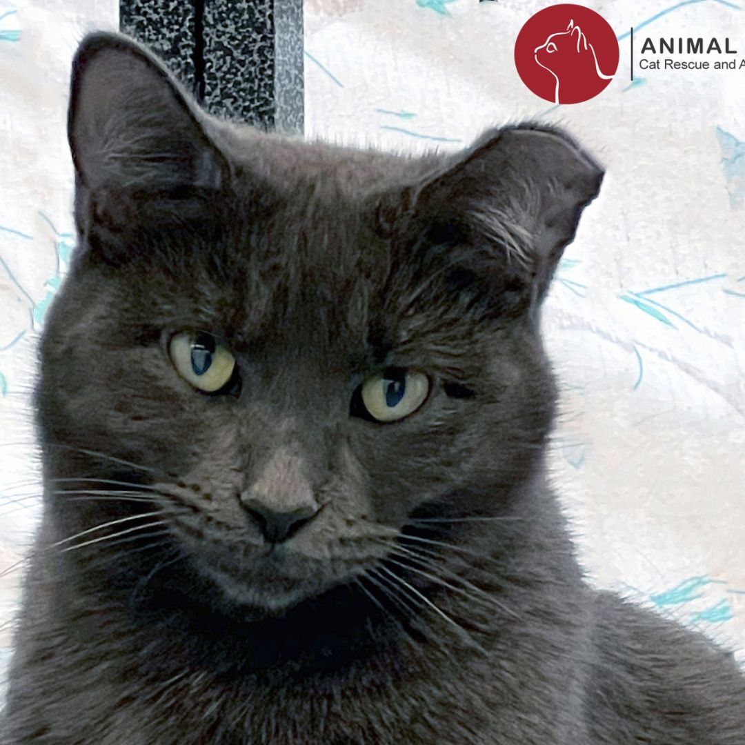 Enlarge Dinah, a Adoptable Domestic Short Hair in St. Louis, MO image 1/2