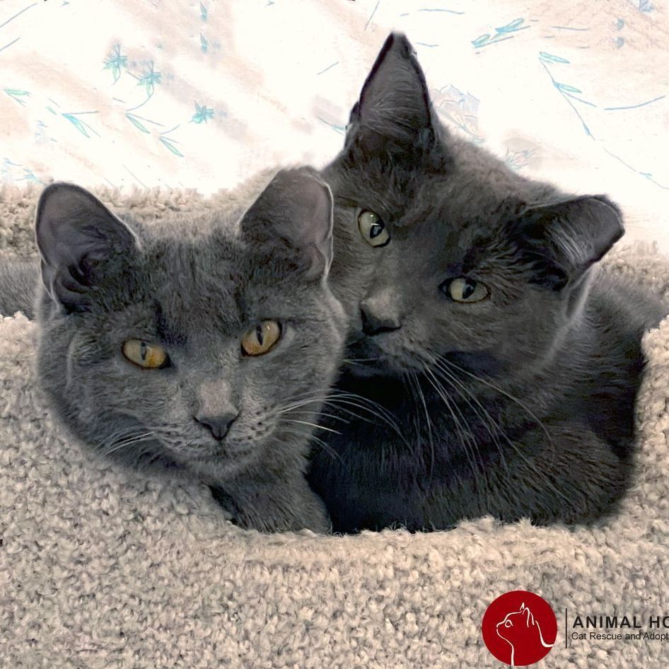 Enlarge Dinah, a Adoptable Domestic Short Hair in St. Louis, MO image 2/2