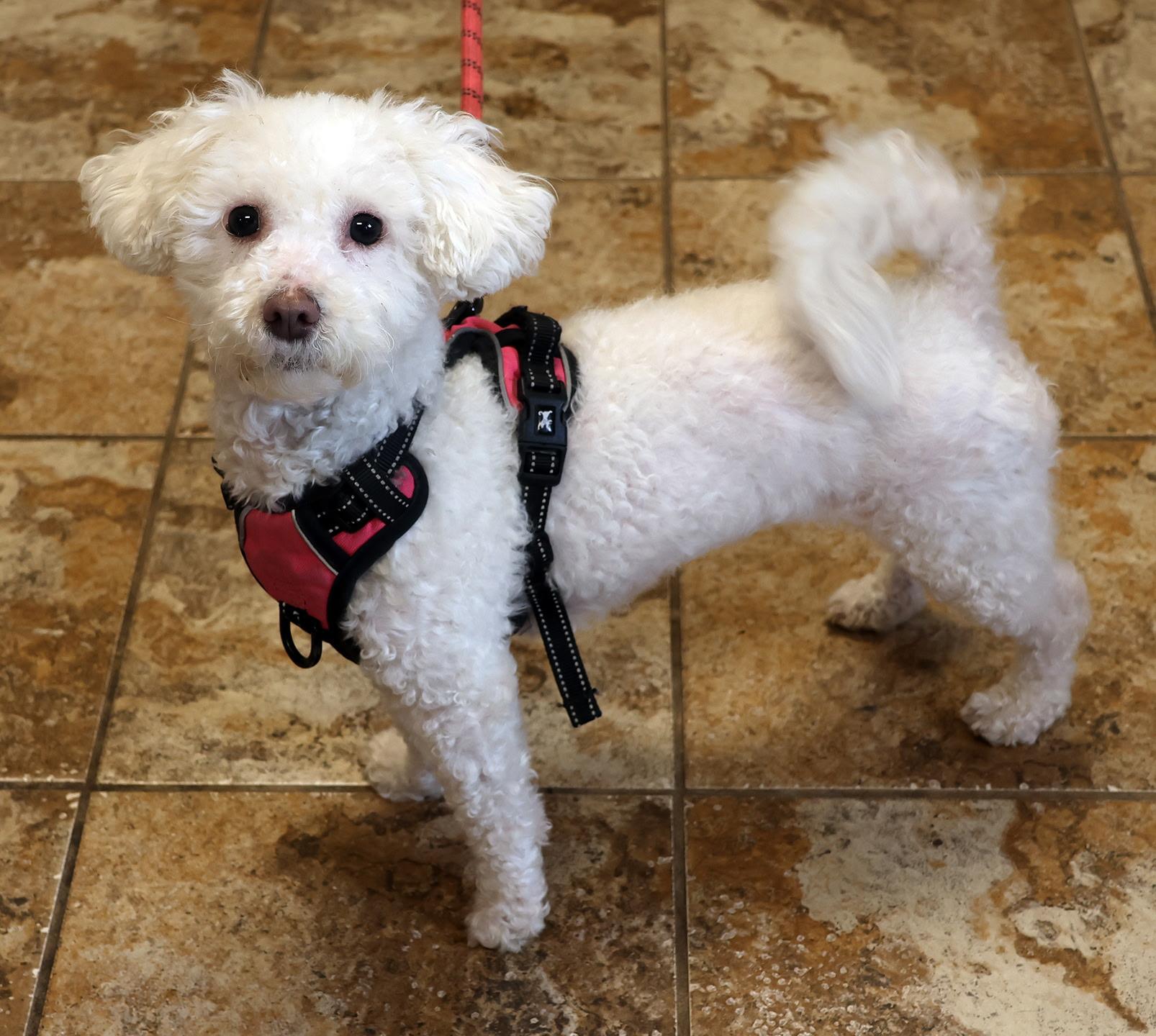 Coco Chanel, adopted, Young Female Poodle.