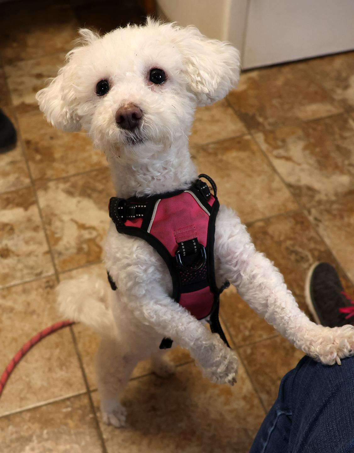 Enlarge Coco Chanel, an adopted Poodle in Harrison, NY image 4/6