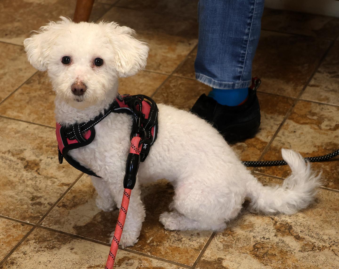 Enlarge Coco Chanel, an adopted Poodle in Harrison, NY image 3/6