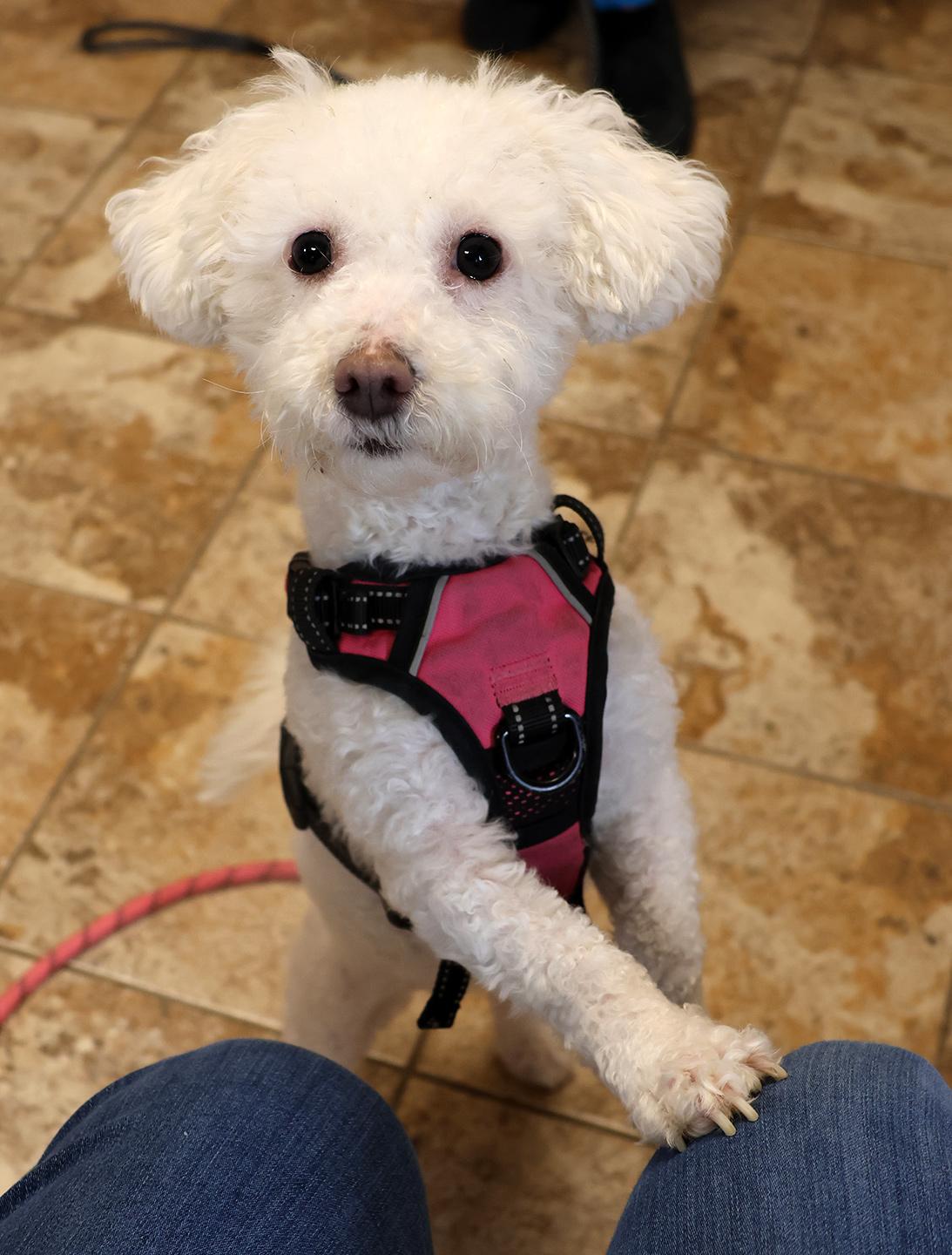 Enlarge Coco Chanel, an adopted Poodle in Harrison, NY image 2/6