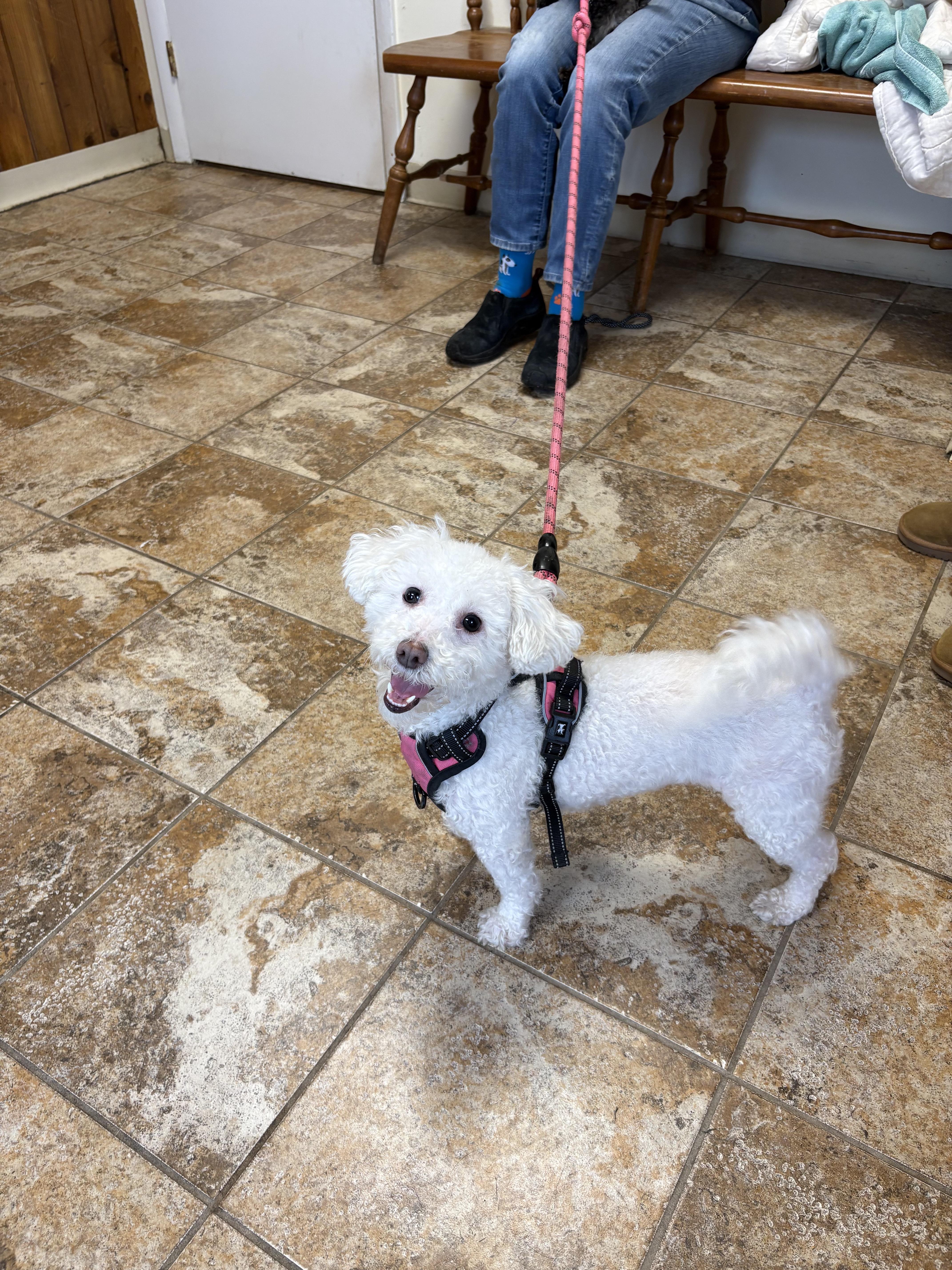 Enlarge Coco Chanel, an adopted Poodle in Harrison, NY image 6/6