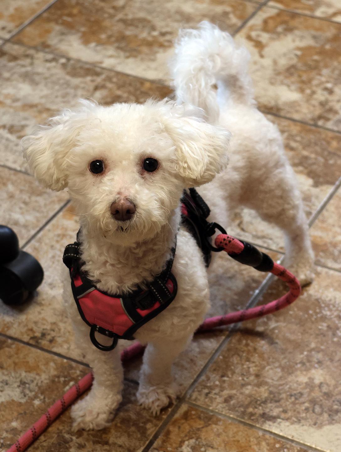 Enlarge Coco Chanel, an adopted Poodle in Harrison, NY image 5/6
