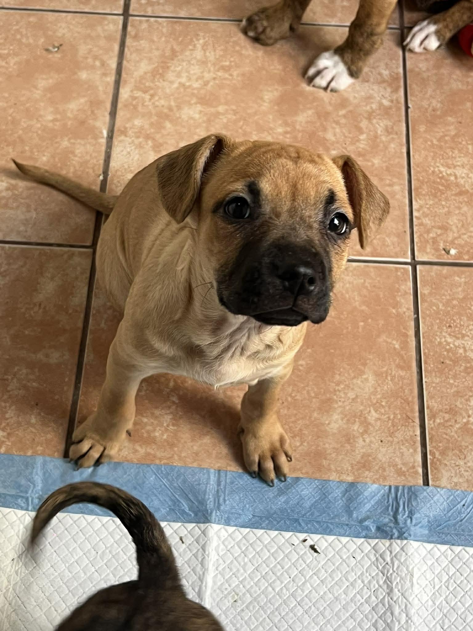 Enlarge Zara, a ADOPTABLE mixed breed in Carlsbad, CA image 2/2