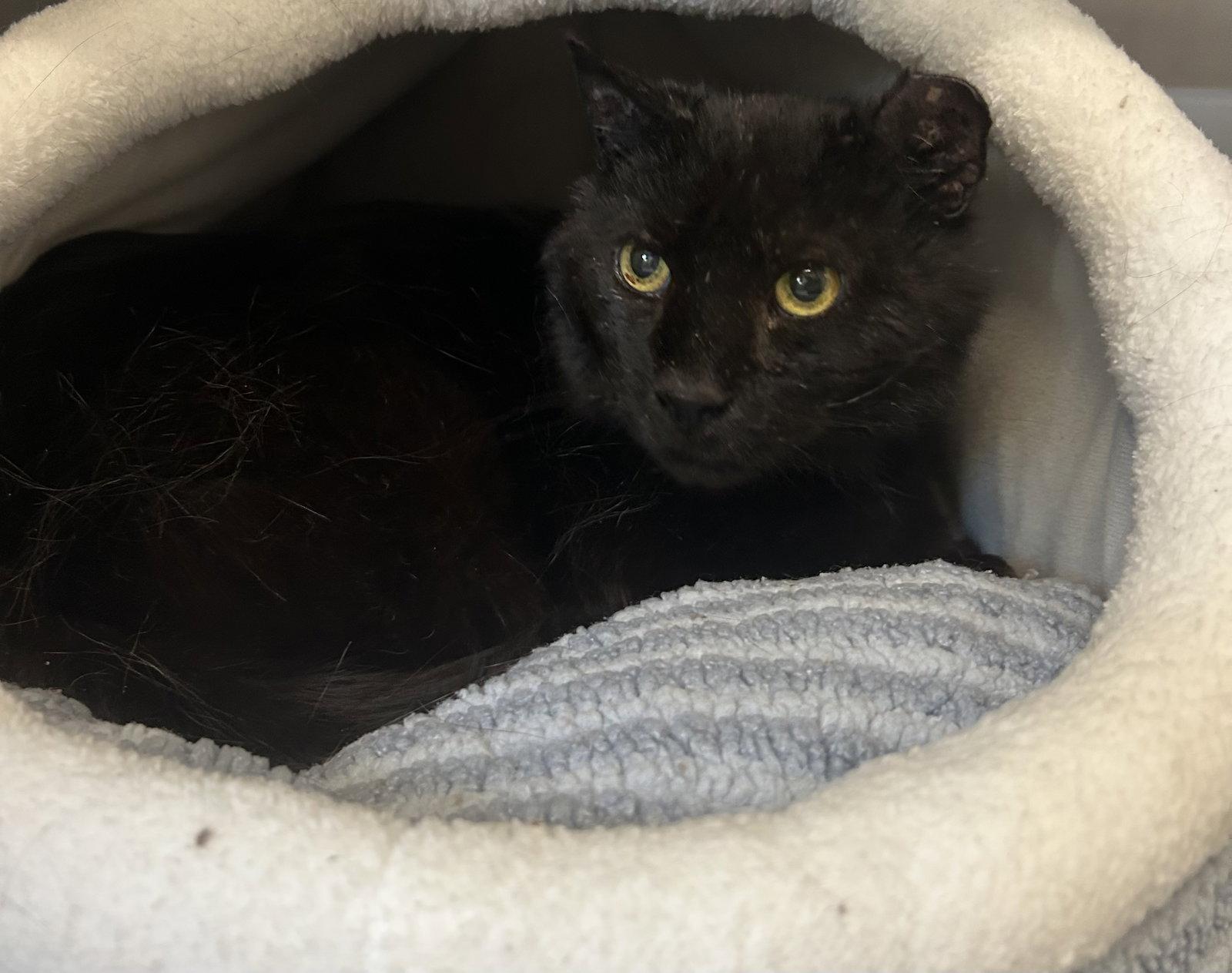 Salem, Adoptable, Adult Male Domestic Short Hair.