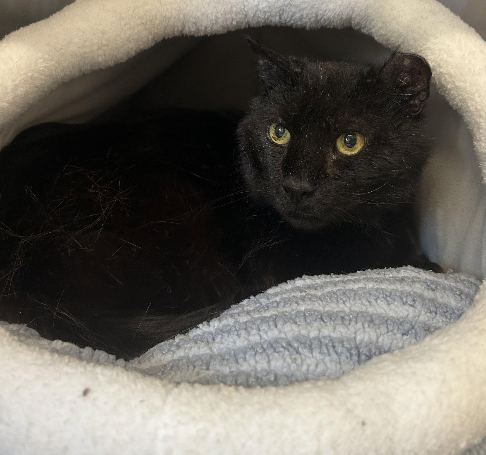 Salem, a Adoptable Domestic Short Hair in Arlington, VT image 2/2