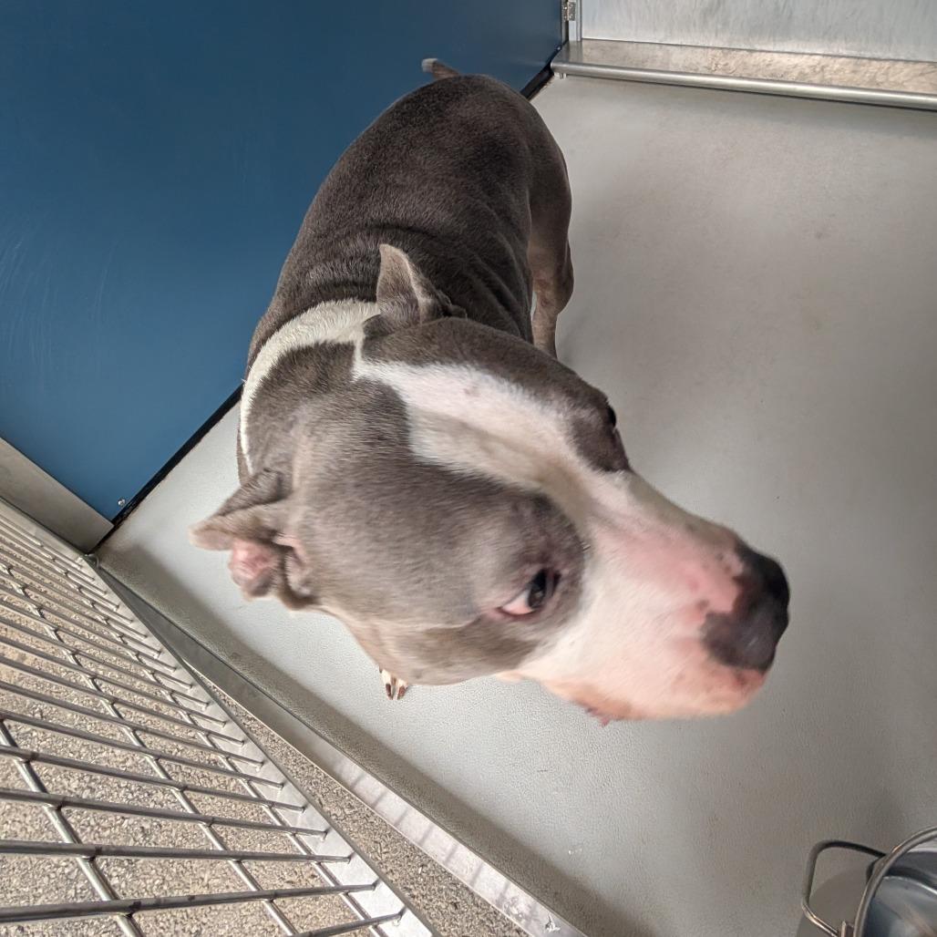 Enlarge Polly, a Adoptable mixed breed in Greenville, SC image 1/6