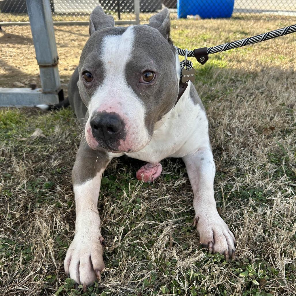 Enlarge Polly, a Adoptable mixed breed in Greenville, SC image 2/6