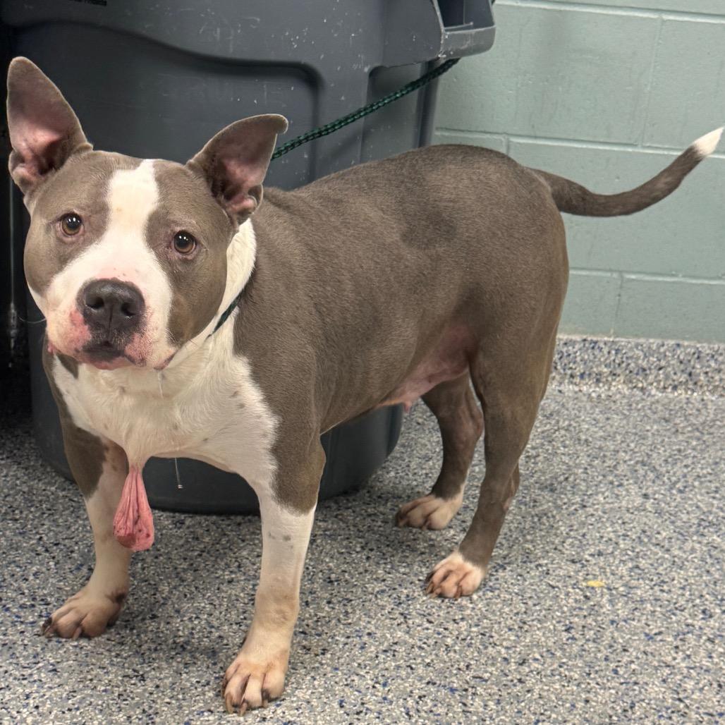 Enlarge Polly, a Adoptable mixed breed in Greenville, SC image 3/6