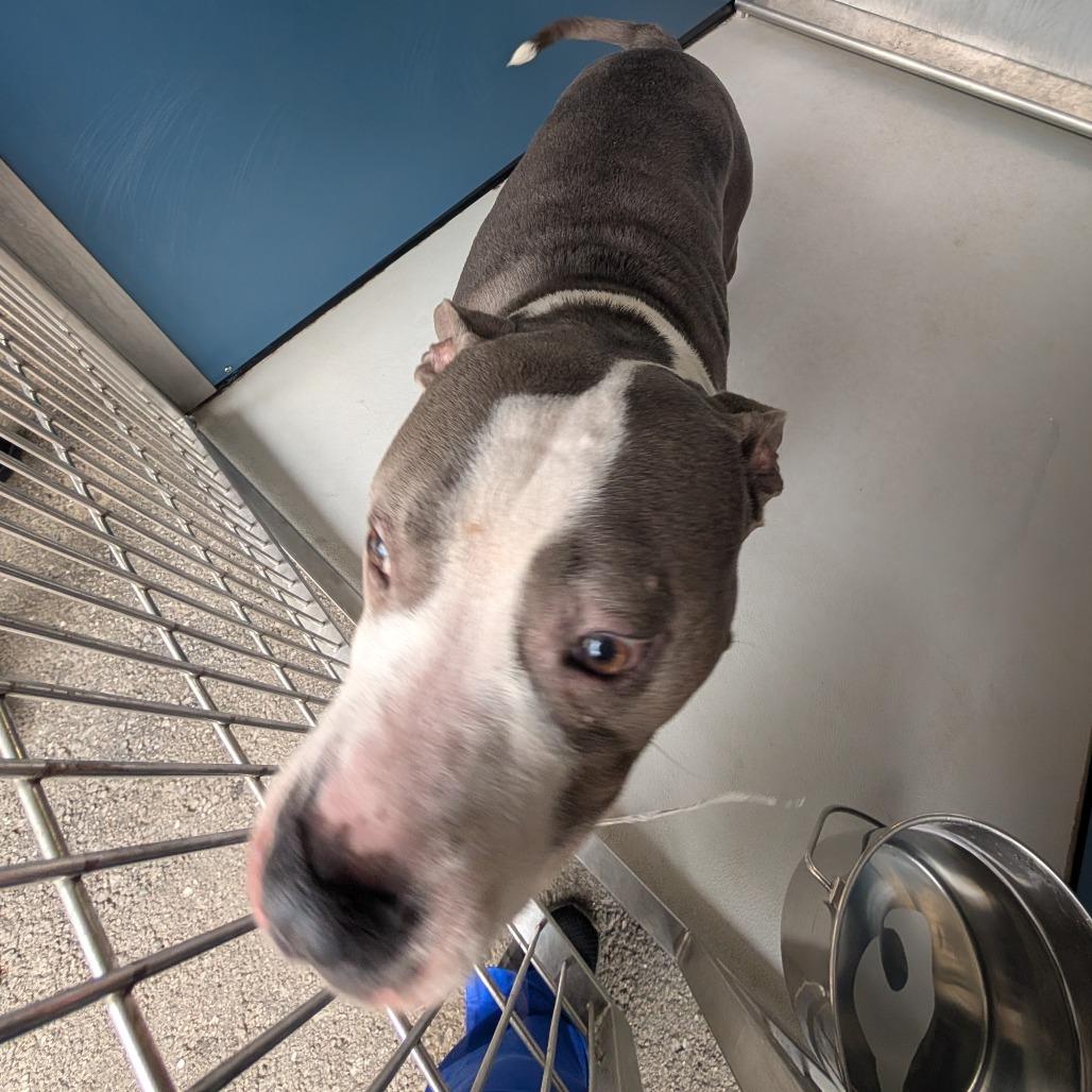 Enlarge Polly, a Adoptable mixed breed in Greenville, SC image 4/6