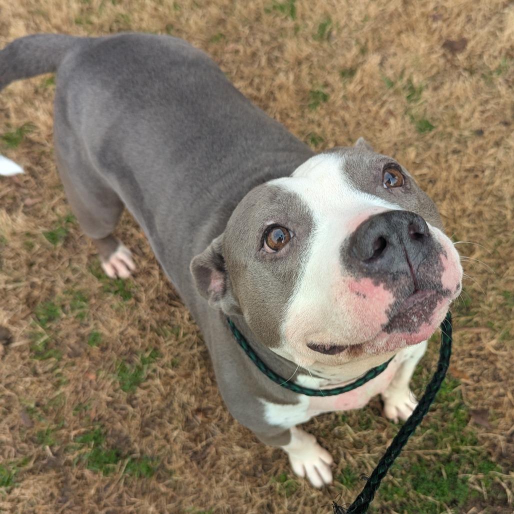 Enlarge Polly, a Adoptable mixed breed in Greenville, SC image 5/6
