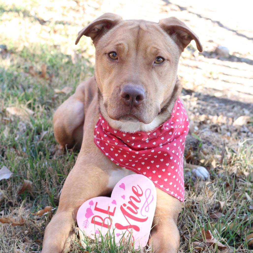Luna, Adoptable, Adult Female Pit Bull Terrier & Labrador Retriever.