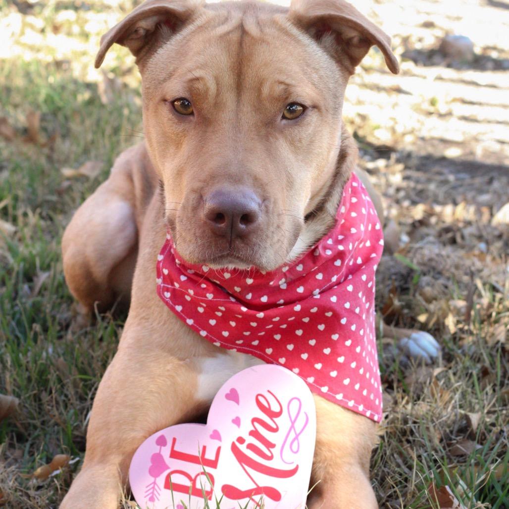 Enlarge Luna, a Adoptable mixed breed in San Antonio, TX image 2/5