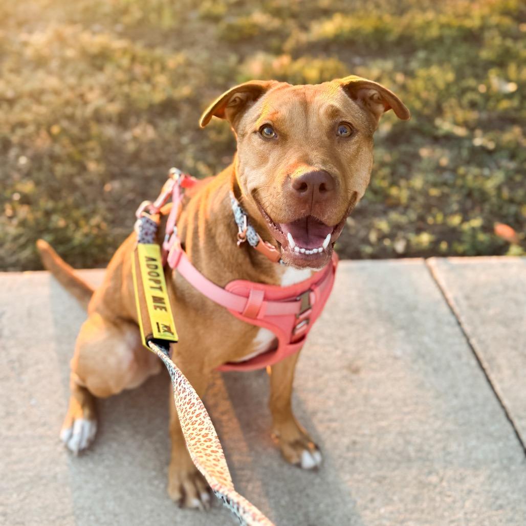 Enlarge Luna, a Adoptable mixed breed in San Antonio, TX image 3/5