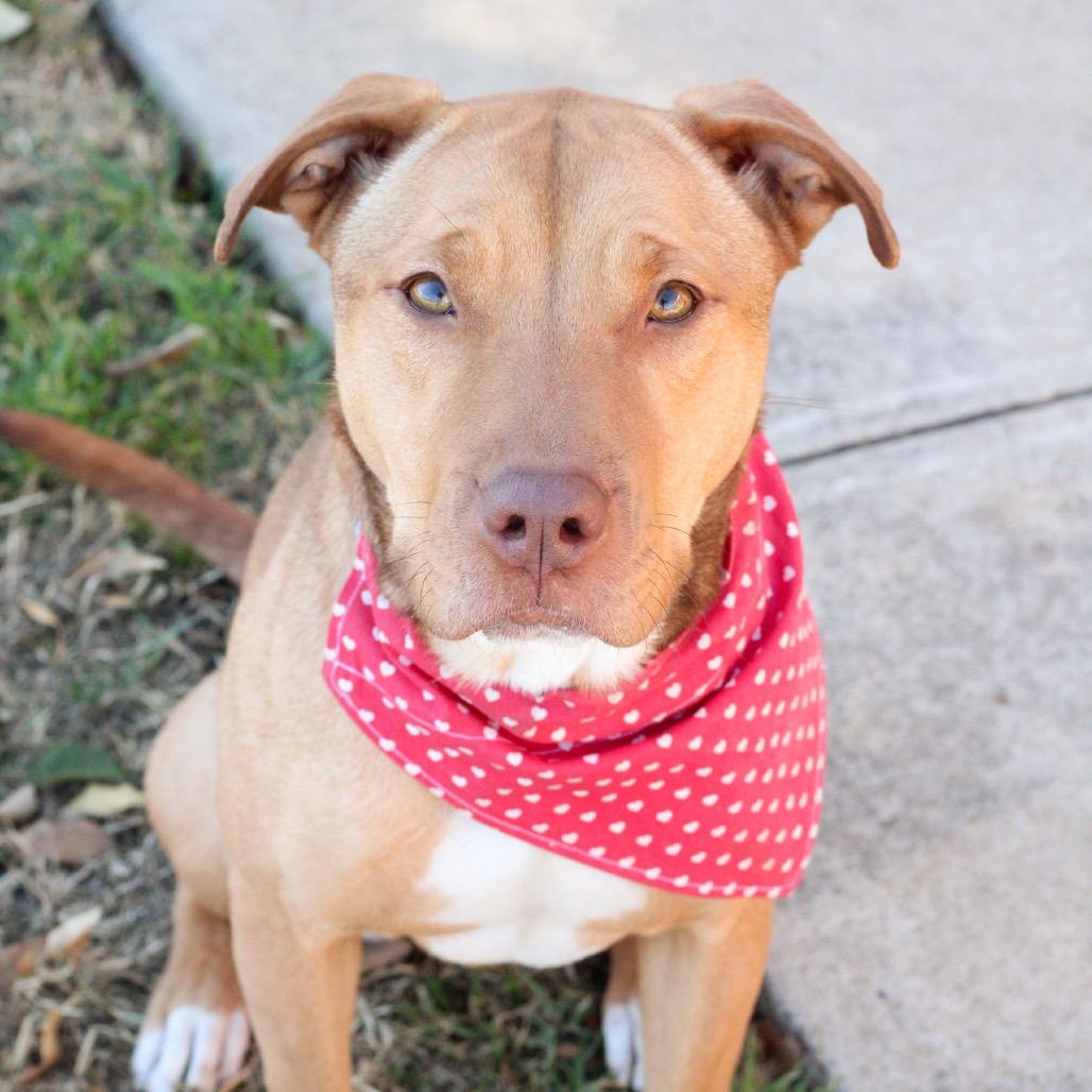 Enlarge Luna, a Adoptable mixed breed in San Antonio, TX image 4/5