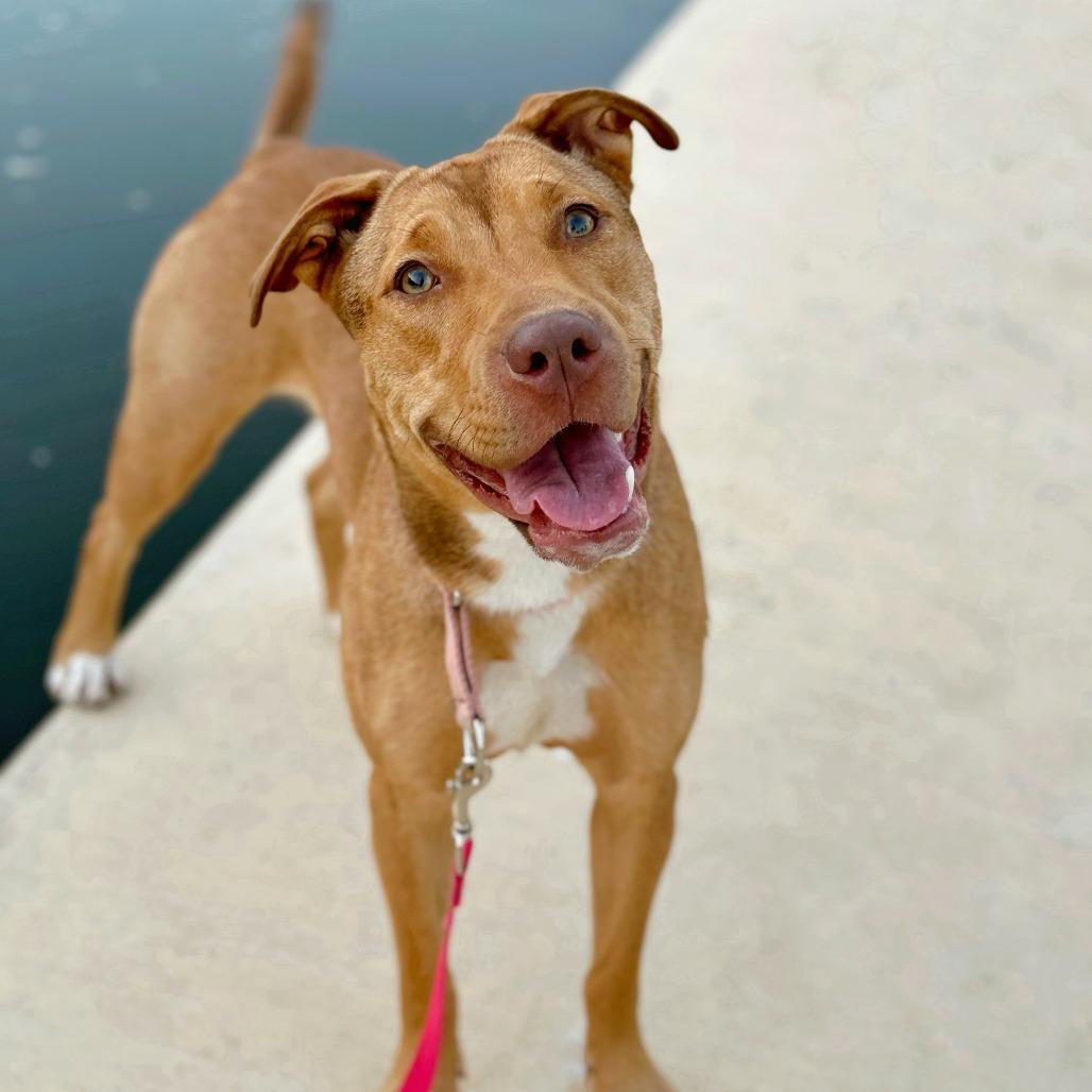 Enlarge Luna, a Adoptable mixed breed in San Antonio, TX image 5/5