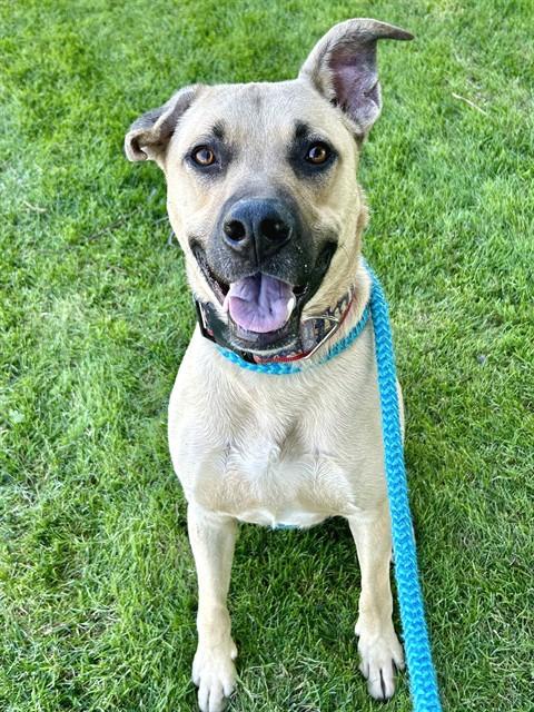 Enlarge CHARLIE, a Adoptable mixed breed in Sacramento, CA image 1/1