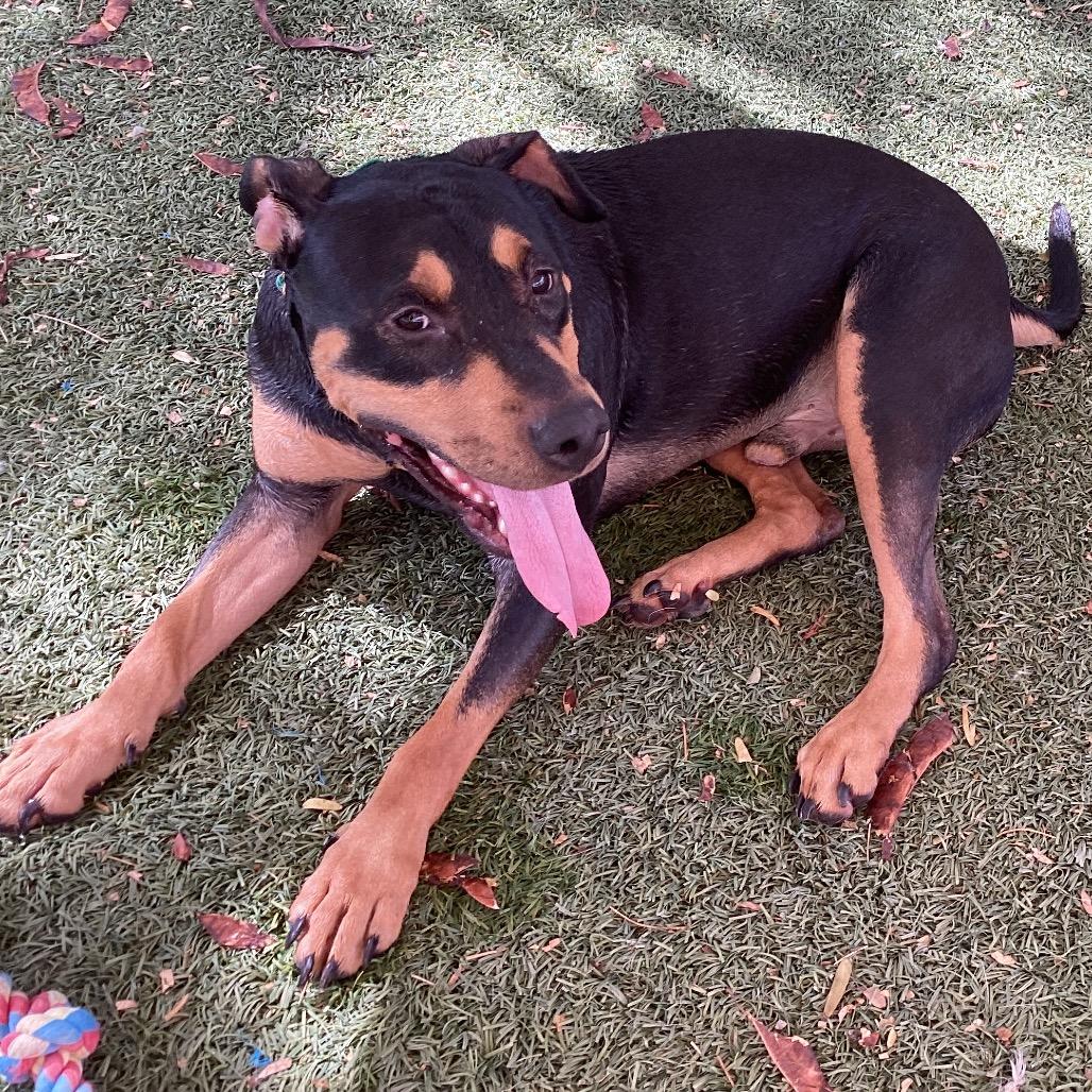 Enlarge Sammy, a Adoptable mixed breed in Henderson, NV image 1/5
