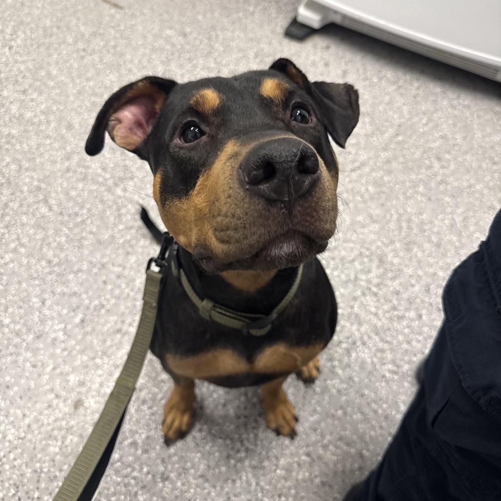 Enlarge Sammy, a Adoptable mixed breed in Henderson, NV image 2/5