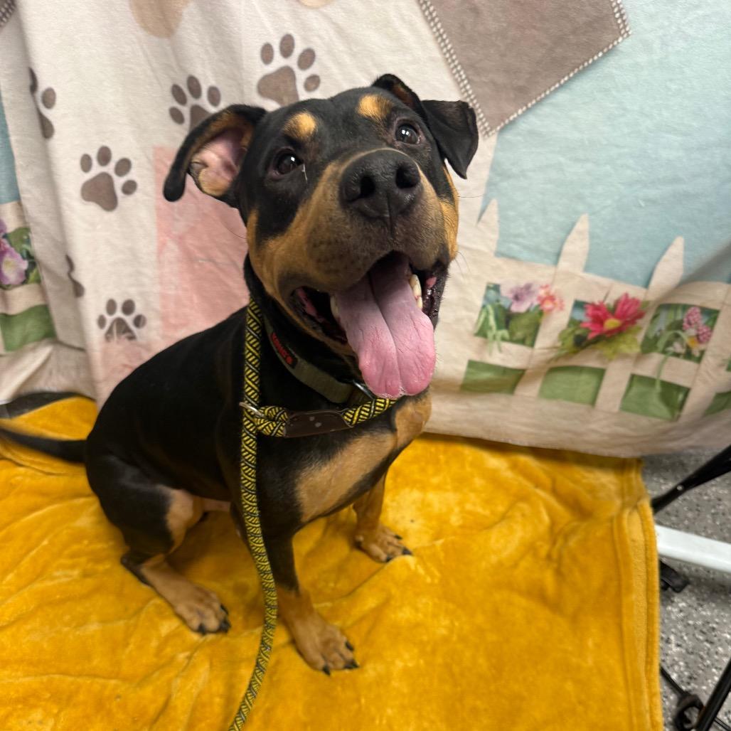 Enlarge Sammy, a Adoptable mixed breed in Henderson, NV image 3/5