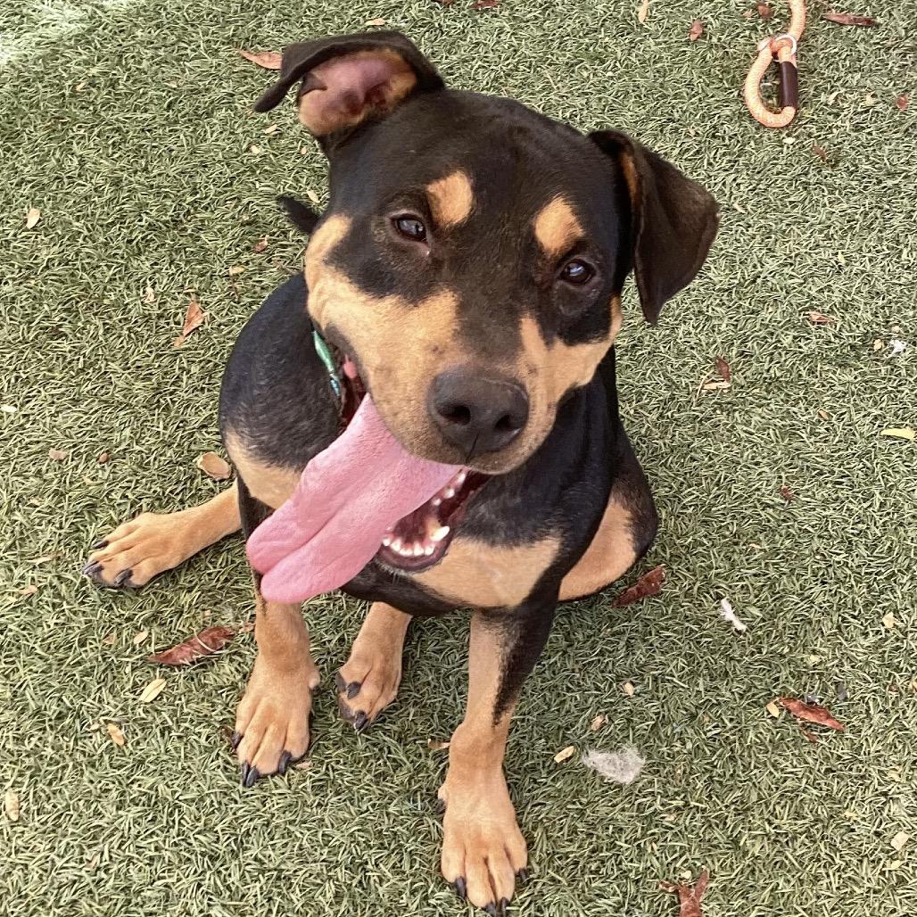 Enlarge Sammy, a Adoptable mixed breed in Henderson, NV image 4/5