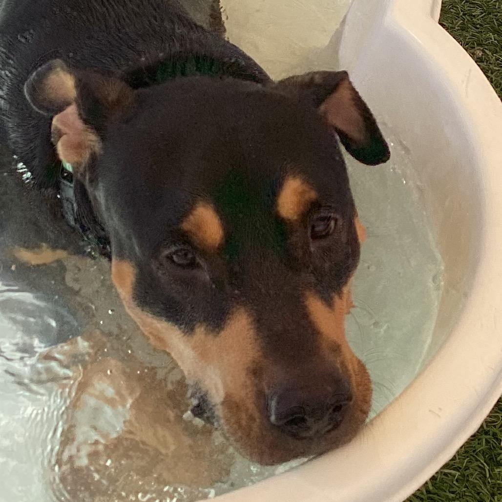 Enlarge Sammy, a Adoptable mixed breed in Henderson, NV image 5/5