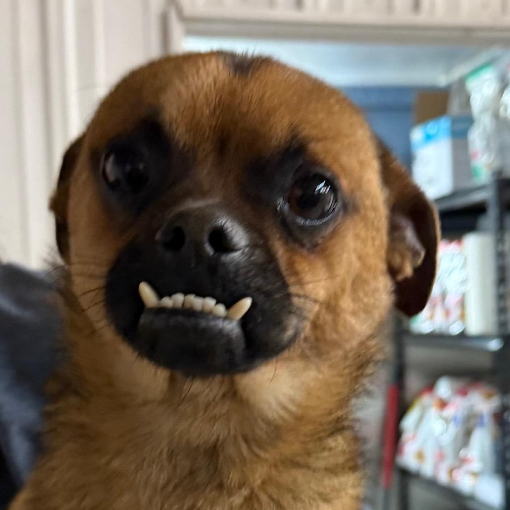 Enlarge Jeffery, a Adoptable mixed breed in Chariton, IA image 1/3