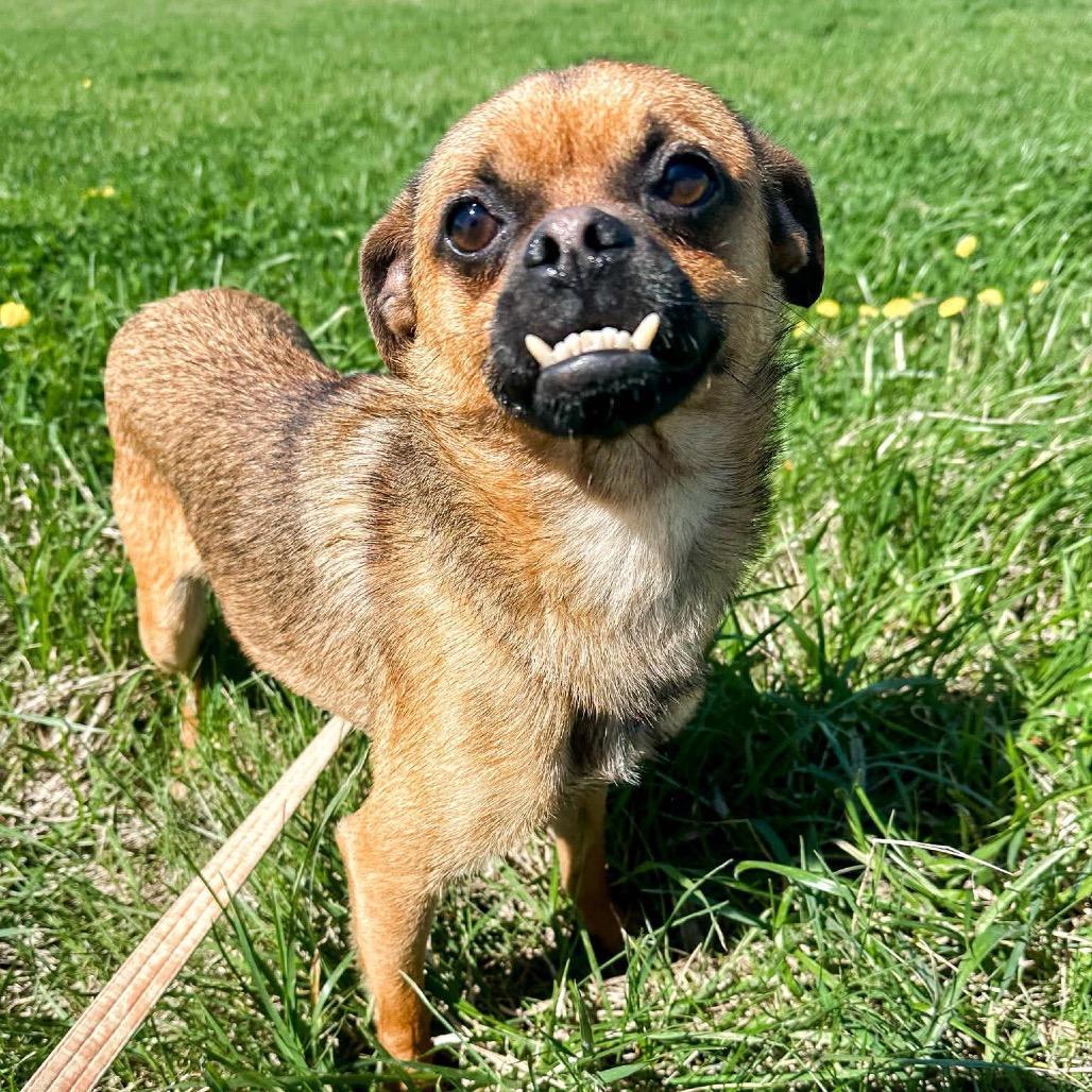 Enlarge Jeffery, a Adoptable mixed breed in Chariton, IA image 2/3