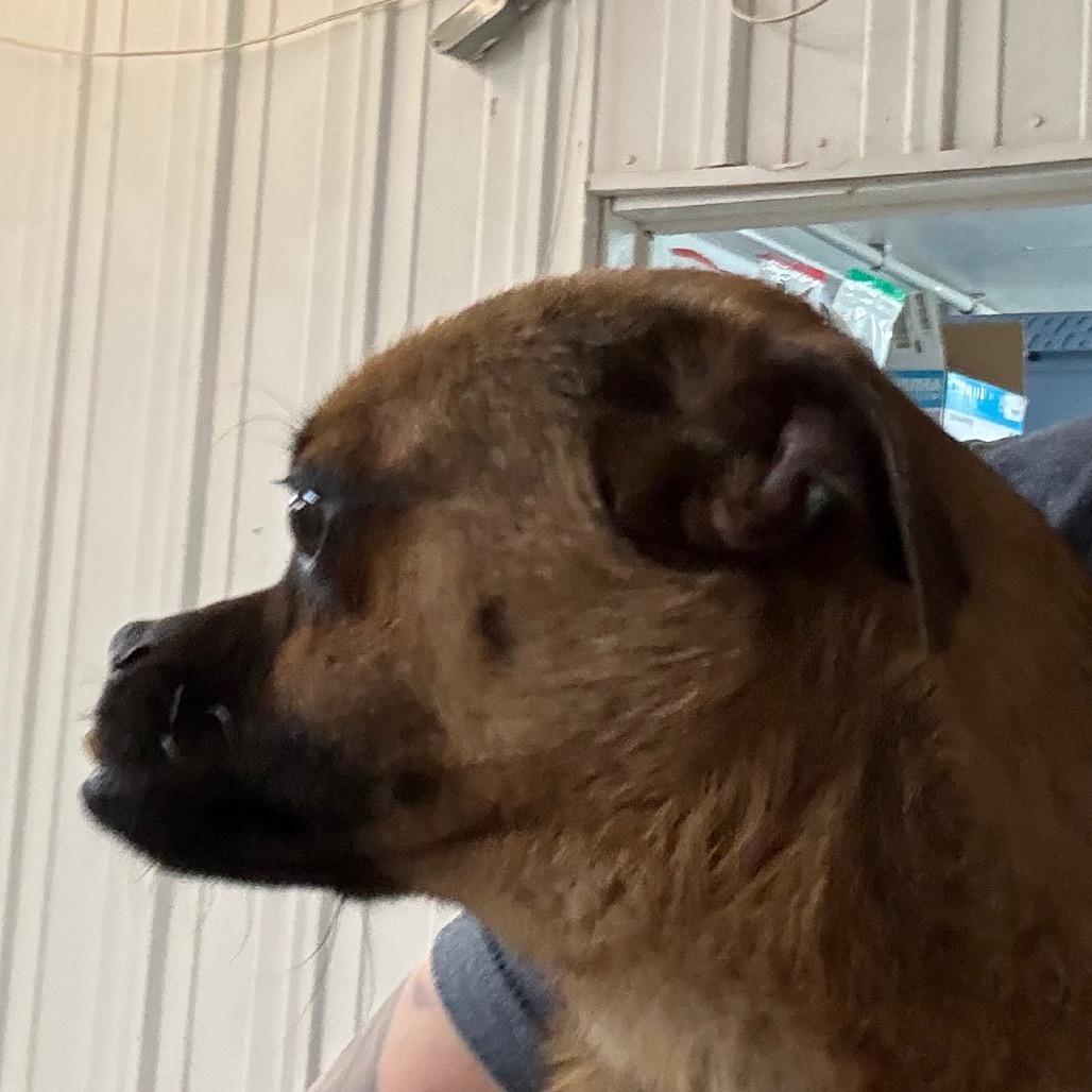 Enlarge Jeffery, a Adoptable mixed breed in Chariton, IA image 3/3