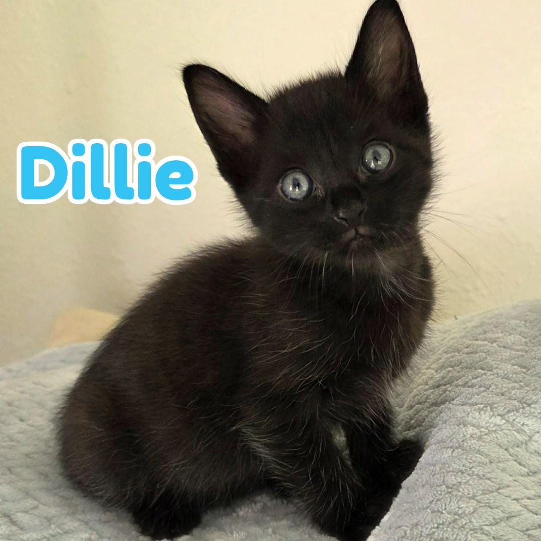 Enlarge Dillie & Dally *Bonded Siblings SO cute*, a Adoptable Domestic Short Hair in Riverview, FL image 3/6