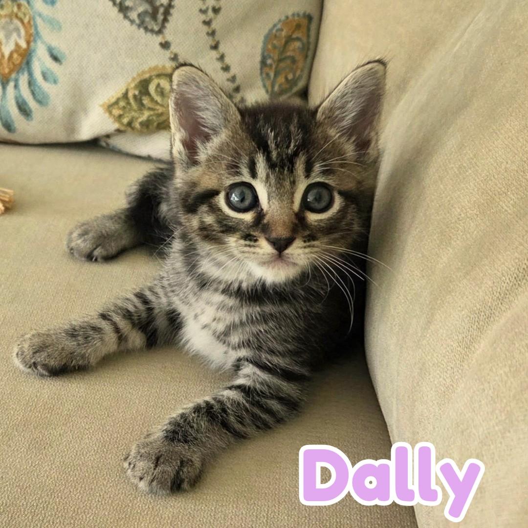 Enlarge Dillie & Dally *Bonded Siblings SO cute*, a Adoptable Domestic Short Hair in Riverview, FL image 4/6