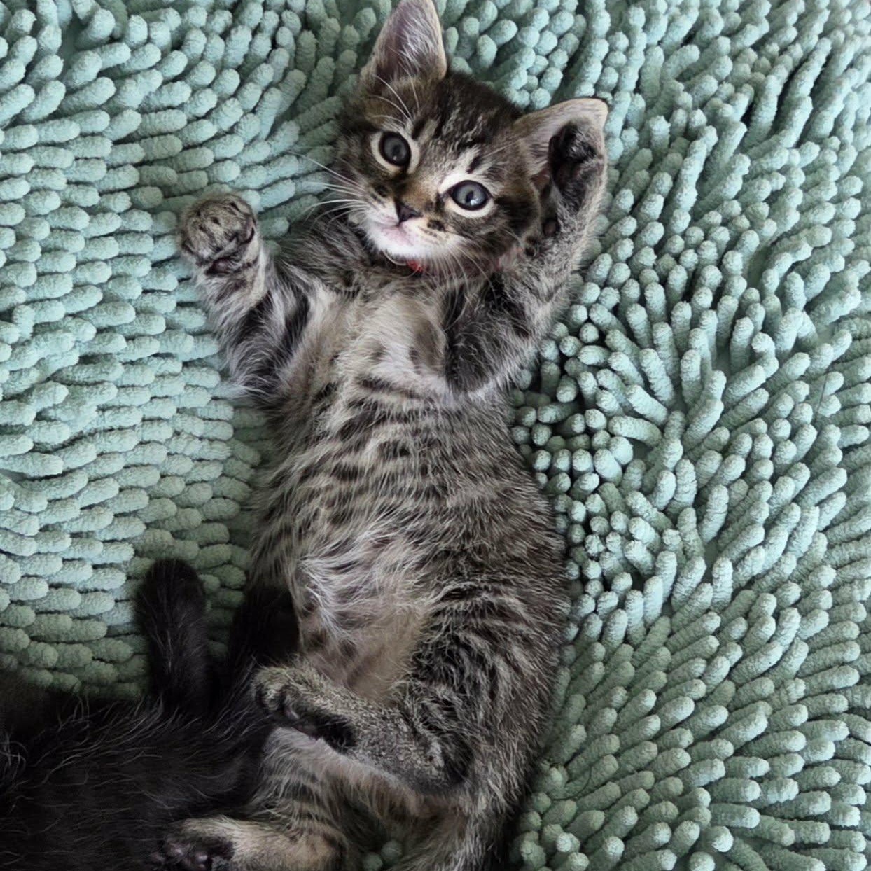 Enlarge Dillie & Dally *Bonded Siblings SO cute*, a Adoptable Domestic Short Hair in Riverview, FL image 5/6