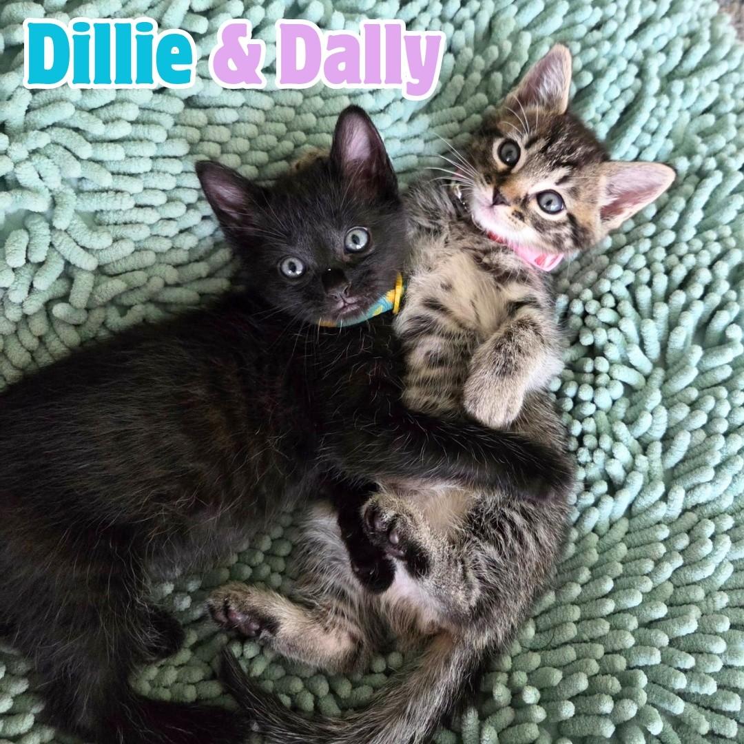 Dillie & Dally *Bonded Siblings SO cute*, Adoptable, Kitten Male Domestic Short Hair.