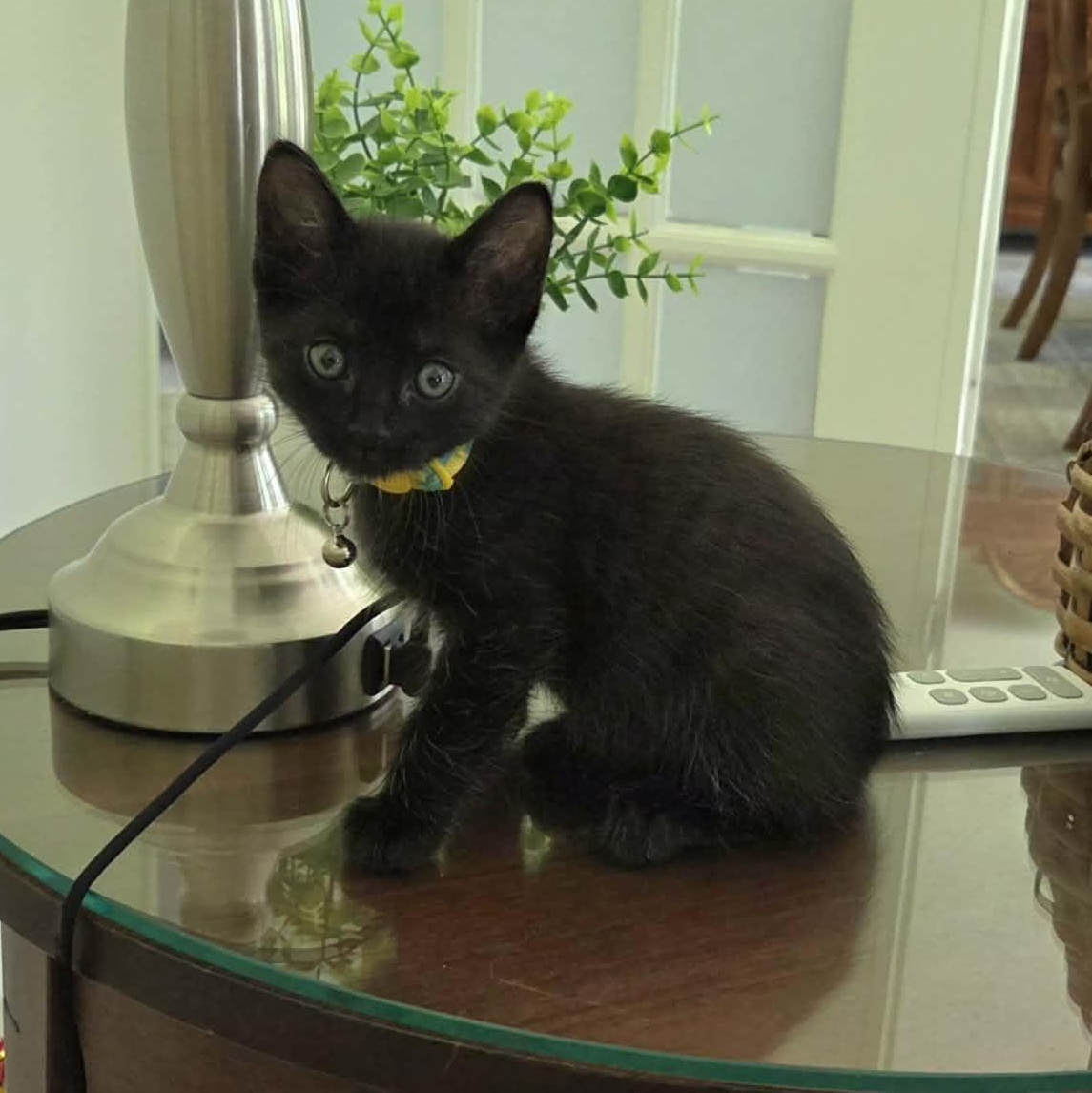 Enlarge Dillie & Dally *Bonded Siblings SO cute*, a Adoptable Domestic Short Hair in Riverview, FL image 6/6