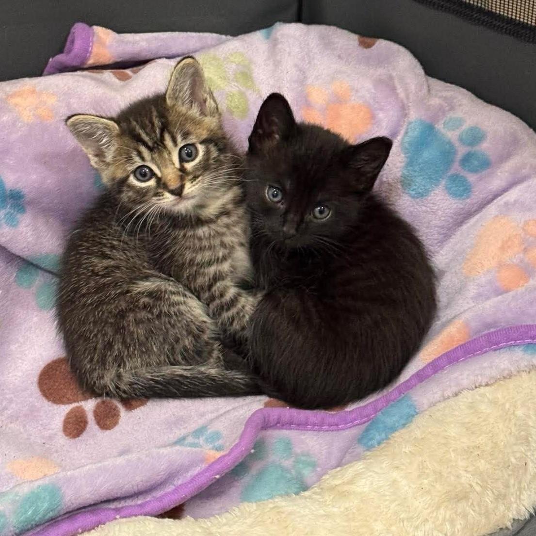 Enlarge Dillie & Dally *Bonded Siblings SO cute*, a Adoptable Domestic Short Hair in Riverview, FL image 2/6
