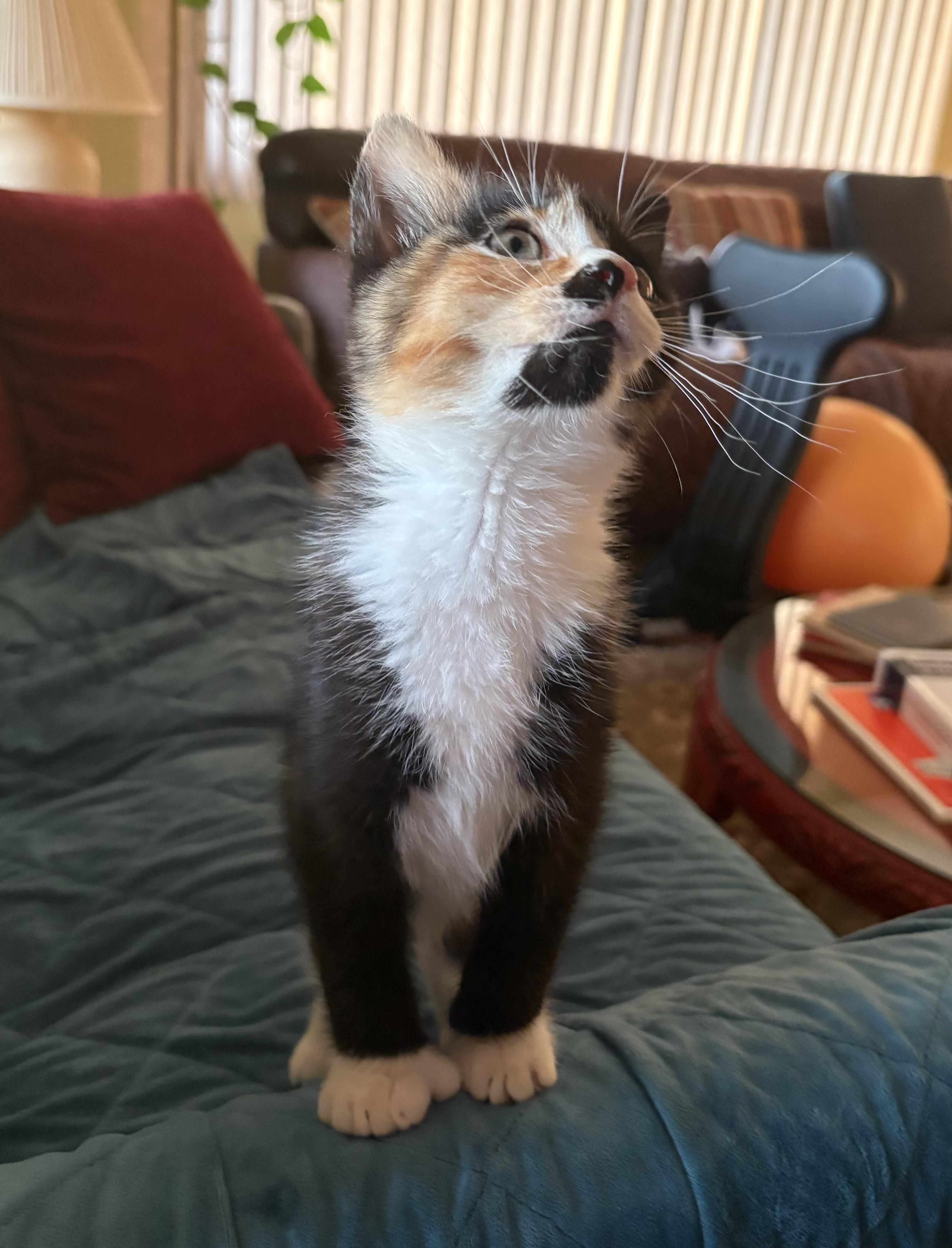 Enlarge Thumbelina, a ADOPTABLE Domestic Medium Hair in Bonney Lake, WA image 2/5