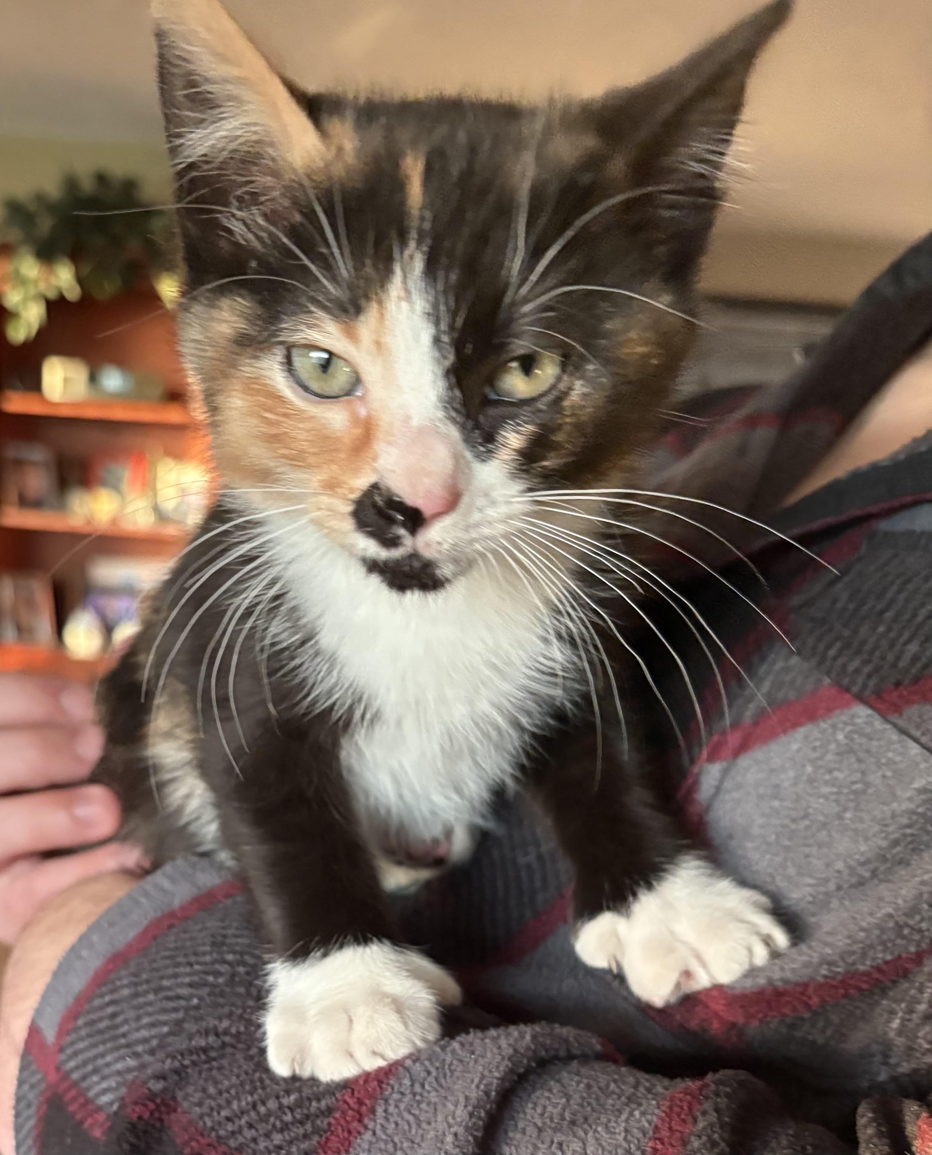 Enlarge Thumbelina, a ADOPTABLE Domestic Medium Hair in Bonney Lake, WA image 1/5