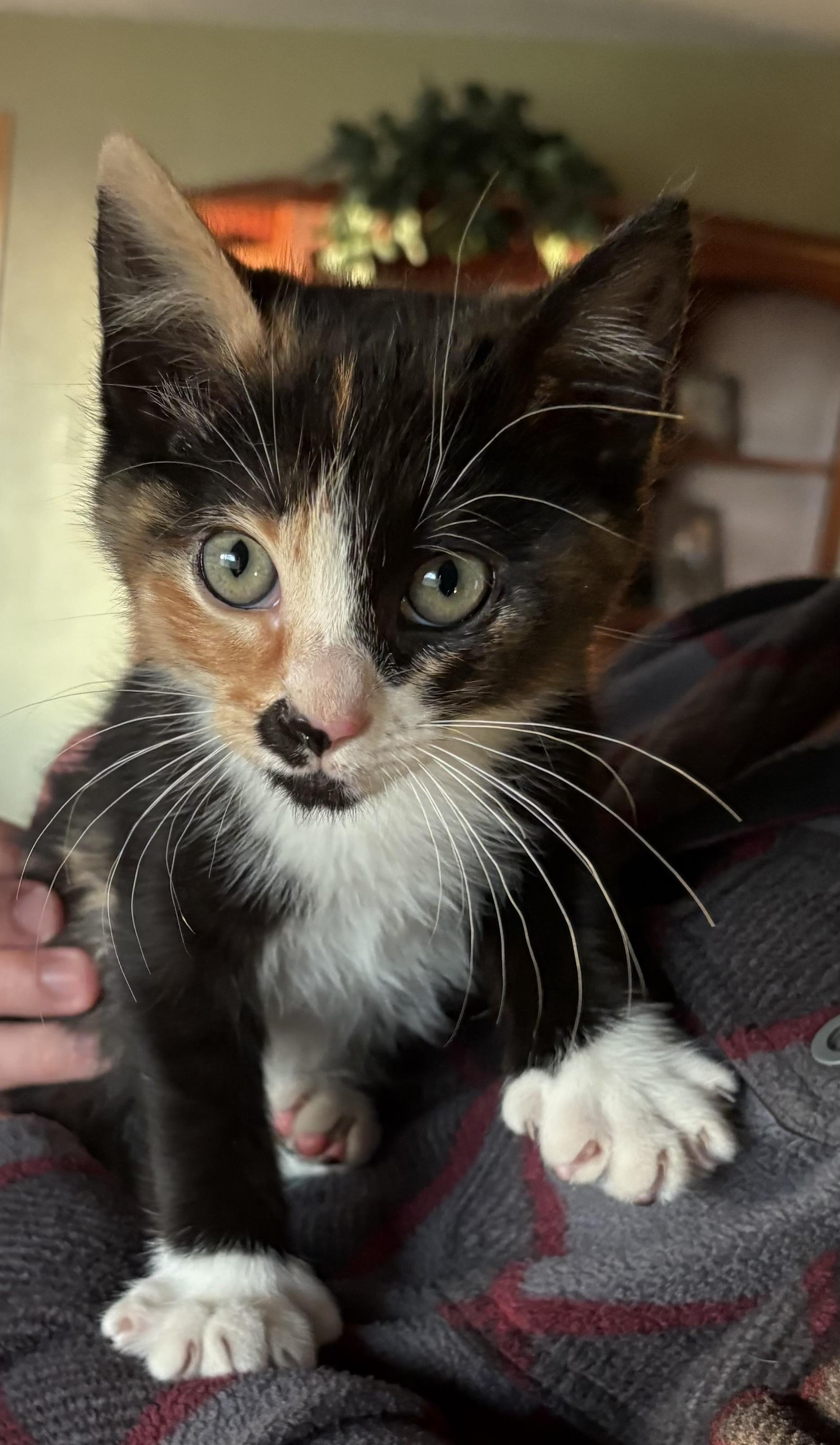 Enlarge Thumbelina, a ADOPTABLE Domestic Medium Hair in Bonney Lake, WA image 5/5