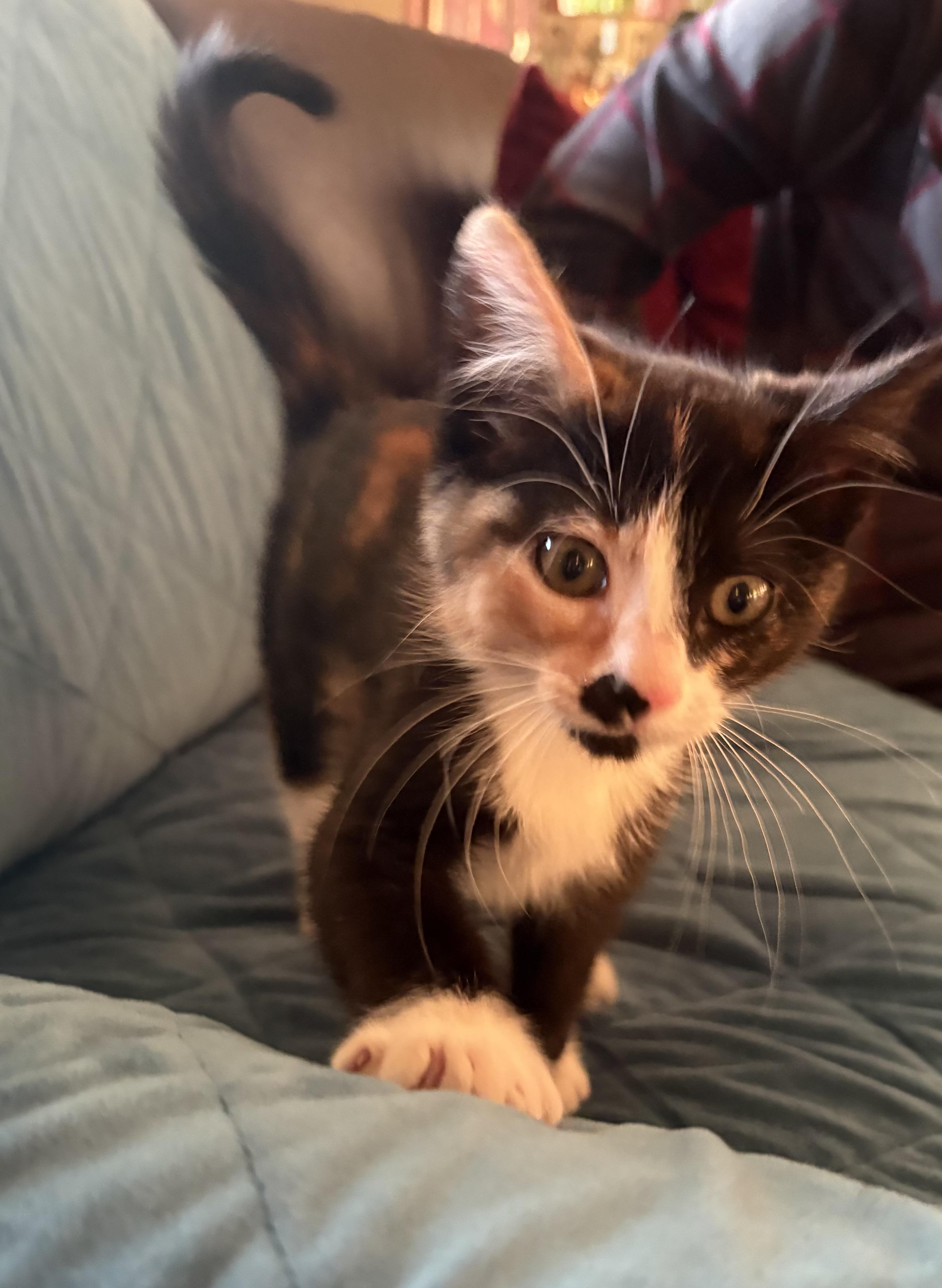 Enlarge Thumbelina, a ADOPTABLE Domestic Medium Hair in Bonney Lake, WA image 4/5