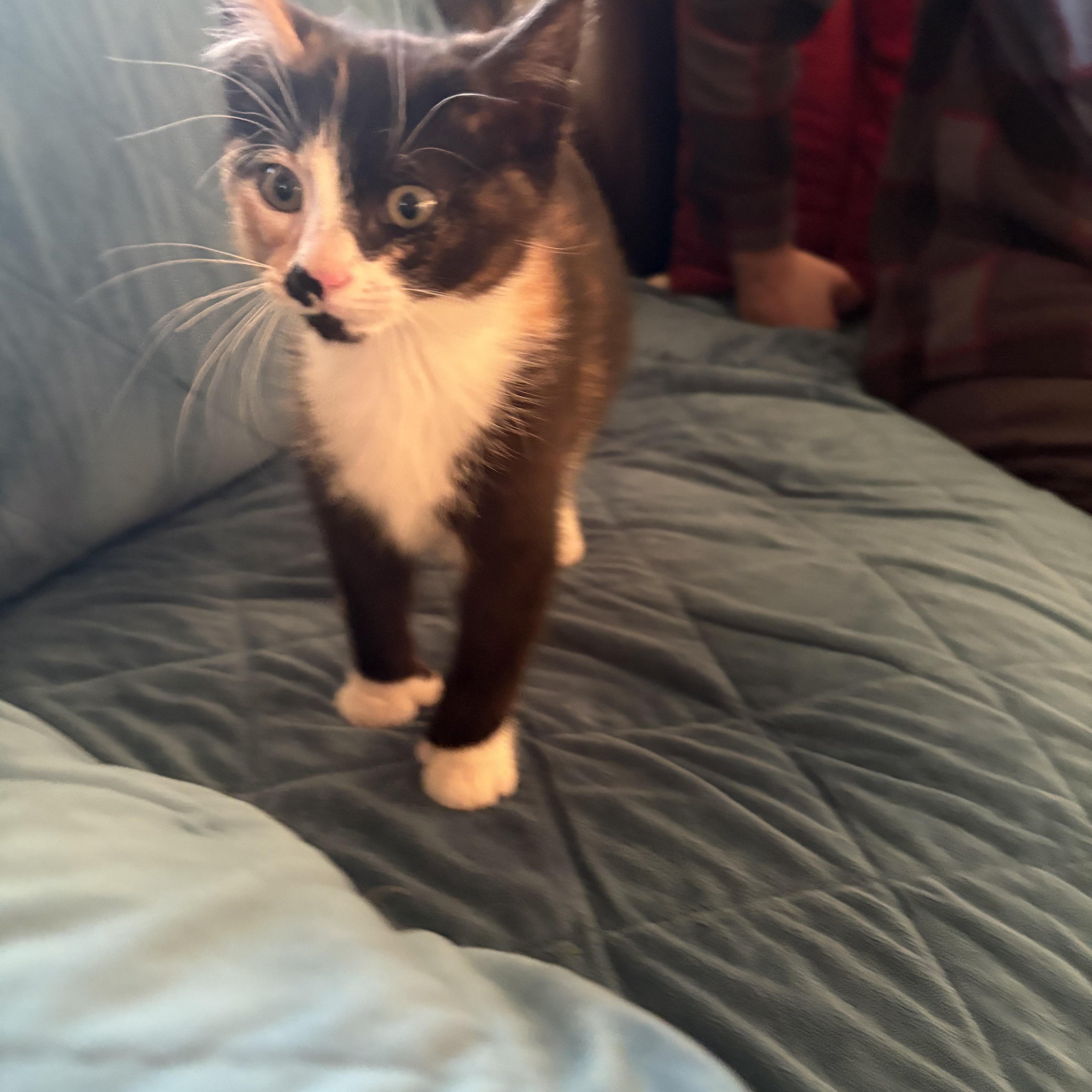 Enlarge Thumbelina, a ADOPTABLE Domestic Medium Hair in Bonney Lake, WA image 3/5