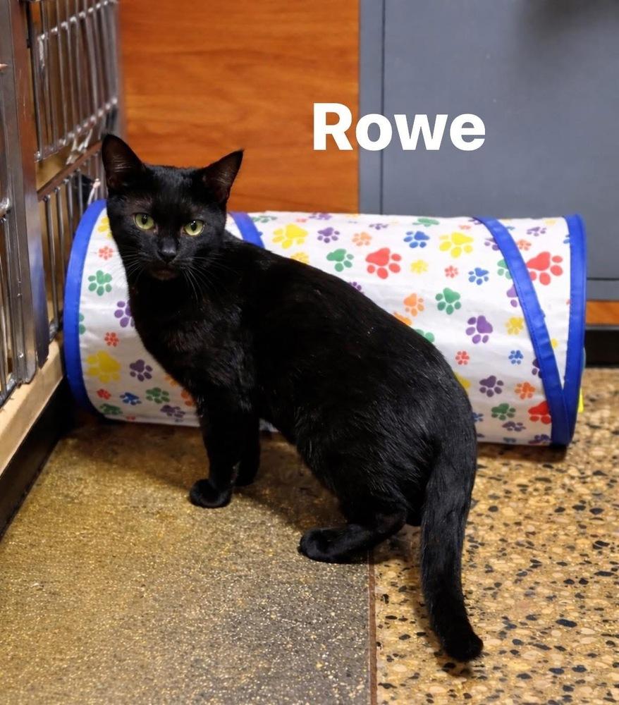 Enlarge Rowe, a Adoptable mixed breed in Carrollton, VA image 2/3
